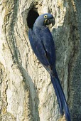 Hyacinth macaw at nest hole Living place,How does it live ?,Endangered,Animalia,Psittaciformes,hyacinthinus,Appendix II,Psittacidae,Savannah,Wetlands,Herbivorous,Scrub,Chordata,South America,Flying,Anodorhynchus,Aves,IUCN Red Li