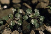 Cotswold pennycress seedlings Seedling,Capparales,Grassland,Thlaspi,Asia,Vulnerable,Europe,Anthophyta,Plantae,Magnoliopsida,Photosynthetic,Terrestrial,Agricultural,Wildlife and Conservation Act,Africa,Brassicaceae,North America