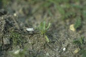 Red-tipped cudweed seedling Seedling,Plantae,Asterales,Anthophyta,Photosynthetic,Agricultural,Magnoliopsida,Asteraceae,Heathland,Filago,Europe,Vulnerable,Wildlife and Conservation Act,Terrestrial,Temperate