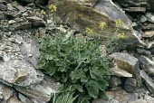 Lundy cabbage in flower Mature form,Flower,Europe,Capparales,Magnoliopsida,Anthophyta,Terrestrial,Coincya,Coastal,Photosynthetic,Brassicaceae,Plantae