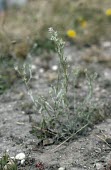 Narrow-leaved cudweed Mature form,Plantae,Asterales,Asteraceae,Magnoliopsida,Heathland,Photosynthetic,Africa,Filago,Agricultural,Critically Endangered,Europe,Anthophyta,Terrestrial