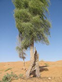 Ghaf tree in desert Deserts,Species in habitat shot,Habitat,Mature form,Terrestrial,Asia,Fabales,Photosynthetic,Not Evaluated,Tracheophyta,Fabaceae,Prosopis,Magnoliopsida,Plantae