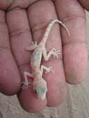 Rough-tailed bowfoot gecko juvenile in hand Young,Carnivorous,Terrestrial,Animalia,Asia,Reptilia,Cyrtopodion,Chordata,North America,Gekkonidae,Squamata,IUCN Red List,Least Concern
