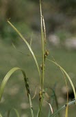 Starved wood-sedge with fruit Leaves,Flower,Fruits or berries,Wildlife and Conservation Act,Europe,Critically Endangered,Agricultural,Liliopsida,Asia,Anthophyta,Broadleaved,Terrestrial,Cyperales,Carex,Cyperaceae,Plantae,Photosynth