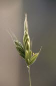 Interrupted brome flower Flower,Liliopsida,Photosynthetic,Europe,Terrestrial,Cyperales,Gramineae,Bromus,Plantae,Tracheophyta,Extinct in the Wild,Agricultural,IUCN Red List