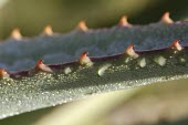 Detail of a bitter aloe leaf Leaves,Liliales,Terrestrial,Liliaceae,Plantae,Liliopsida,Photosynthetic,Heathland,Appendix II,Africa,Grassland,Tracheophyta,Aloe