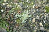 Broad-leaved cudweed growth form Mature form,Magnoliopsida,Photosynthetic,Plantae,Anthophyta,Wildlife and Conservation Act,Asteraceae,Europe,Terrestrial,Urban,Africa,Asterales,Filago,Endangered,Asia,Agricultural