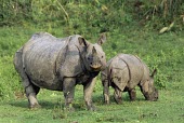 Indian rhino mother calf Adult Female,Adult,Infant,Rhinocerous,Rhinocerotidae,Mammalia,Mammals,Chordates,Chordata,Perissodactyla,Odd-toed Ungulates,Asia,Forest,Animalia,unicornis,Agricultural,Endangered,Rhinoceros,Temperate,A