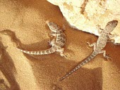 Baluch ground geckos Adult,Squamata,Semi-desert,Bunopus,Reptilia,Not Evaluated,Gekkonidae,Carnivorous,Terrestrial,Rock,Animalia,Desert,Chordata,Sand-dune,Asia,IUCN Red List,Least Concern