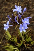 Nivenia stokoei in flower Mature form,Flower,Terrestrial,Iridaceae,Plantae,Magnoliopsida,Photosynthetic,Nivenia,Tracheophyta,Africa,Liliales