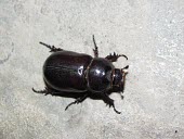 Elegant rhinoceros beetle, female Oryctes,Animalia,Asia,Not Evaluated,Dynastidae,Insecta,Terrestrial,Arthropoda,IUCN Red List,Coleoptera