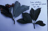 Sorbus wilmoltiana specimens Fruits or berries,Leaves,Magnoliopsida,Photosynthetic,Plantae,Rosaceae,Anthophyta,Sorbus,Europe,Rosales,Terrestrial,Broadleaved