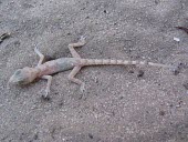 Rough-tailed bowfoot gecko juvenile on sand Young,Carnivorous,Terrestrial,Animalia,Asia,Reptilia,Cyrtopodion,Chordata,North America,Gekkonidae,Squamata,IUCN Red List,Least Concern