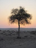 Ghaf tree Deserts,Species in habitat shot,Mature form,Habitat,Terrestrial,Asia,Fabales,Photosynthetic,Not Evaluated,Tracheophyta,Fabaceae,Prosopis,Magnoliopsida,Plantae