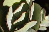 Detail of Cotyledon orbiculata leaves Leaves,Grassland,Rosales,Africa,Rock,Terrestrial,Crassulaceae,Tracheophyta,Photosynthetic,Magnoliopsida,Cotyledon,Plantae,Heathland