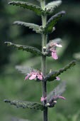 Water germander flowers Leaves,Flower,Anthophyta,Lamiales,Asia,Wildlife and Conservation Act,Streams and rivers,Terrestrial,Plantae,Lamiaceae,Shore,Wetlands,Photosynthetic,Magnoliopsida,Teucrium,Sand-dune,Europe,Vulnerable