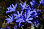Nivenia stokoei flowers Flower,Mature form,Terrestrial,Iridaceae,Plantae,Magnoliopsida,Photosynthetic,Nivenia,Tracheophyta,Africa,Liliales