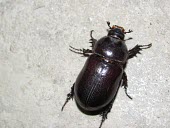 Female elegant rhinoceros beetle Oryctes,Animalia,Asia,Not Evaluated,Dynastidae,Insecta,Terrestrial,Arthropoda,IUCN Red List,Coleoptera
