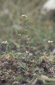 Cotswold pennycress in flower with seed pods Mature form,Capparales,Grassland,Thlaspi,Asia,Vulnerable,Europe,Anthophyta,Plantae,Magnoliopsida,Photosynthetic,Terrestrial,Agricultural,Wildlife and Conservation Act,Africa,Brassicaceae,North America
