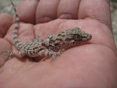 Rough-tailed bowfoot gecko in hand Adult,Carnivorous,Terrestrial,Animalia,Asia,Reptilia,Cyrtopodion,Chordata,North America,Gekkonidae,Squamata,IUCN Red List,Least Concern