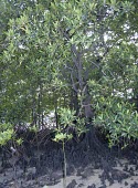 Kankra, showing roots Leaves,Mature form,Tracheophyta,Asia,Not Evaluated,Mangrove,Aquatic,Bruguiera,Rhizophoraceae,Photosynthetic,Terrestrial,Magnoliopsida,Rhizophorales,Plantae