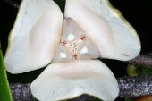 Close up of flower of Xylopia Flower,Magnoliales,Annonaceae,Terrestrial,Critically Endangered,Tracheophyta,Magnoliopsida,Forest,Xylopia,Scrub,IUCN Red List,Photosynthetic,Plantae,lamarckii,Mountains,Africa