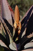 Bitter aloe flower bud Mature form,Flower,Liliales,Terrestrial,Liliaceae,Plantae,Liliopsida,Photosynthetic,Heathland,Appendix II,Africa,Grassland,Tracheophyta,Aloe