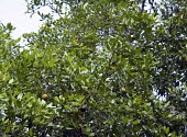 Dhundal tree with fruits Leaves,Mature form,Fruits or berries,Magnoliopsida,Plantae,Forest,Terrestrial,Least Concern,Africa,Tropical,Australia,Photosynthetic,Tracheophyta,Meliaceae,Sapindales,IUCN Red List,Asia,Xylocarpus