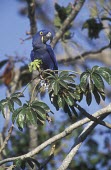 Hyacinth macaw perched in tree Adult,Endangered,Animalia,Psittaciformes,hyacinthinus,Appendix II,Psittacidae,Savannah,Wetlands,Herbivorous,Scrub,Chordata,South America,Flying,Anodorhynchus,Aves,IUCN Red List