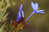 Nivenia stokoei flowers Flower,Mature form,Terrestrial,Iridaceae,Plantae,Magnoliopsida,Photosynthetic,Nivenia,Tracheophyta,Africa,Liliales