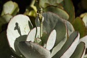 Cotyledon orbiculata leaves Mature form,Leaves,Grassland,Rosales,Africa,Rock,Terrestrial,Crassulaceae,Tracheophyta,Photosynthetic,Magnoliopsida,Cotyledon,Plantae,Heathland