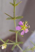 Fagonia indica flower Flower,Not Evaluated,Fagonia,Asia,Photosynthetic,Terrestrial,Indian,Tracheophyta,Equisetopsida,Zygophyllaceae,Zygophyllales,Desert,Plantae