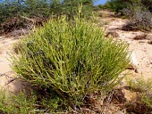 Euphorbia larica Mature form,Leaves,Euphorbiaceae,Magnoliopsida,Plantae,Terrestrial,Photosynthetic,Euphorbia,Africa,Euphorbiales,Semi-desert,Tracheophyta