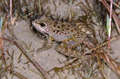 Cretan frog in shallow pool How does it live ?,Adult,Amphibious,Streams and rivers,Fresh water,Aquatic,Ranidae,Wetlands,Terrestrial,Anura,cretensis,Chordata,Ponds and lakes,Pelophylax,Animalia,Europe,Amphibia,Endangered,IUCN Red