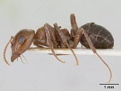 Rossomyrmex proformicarum, lateral view Rossomyrmex,Vulnerable,Europe,IUCN Red List,Arthropoda,Animalia,Formicidae,Hymenoptera,Insecta,Terrestrial