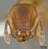 Worker Harpagoxenus canadensis specimen, head detail Ants,Formicidae,Sawflies, Ants, Wasps, Bees,Hymenoptera,Insects,Insecta,Arthropoda,Arthropods,Wetlands,Animalia,Terrestrial,Vulnerable,Forest,North America,IUCN Red List,Harpogoxenus