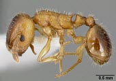 Worker Harpagoxenus canadensis specimen, profile Ants,Formicidae,Sawflies, Ants, Wasps, Bees,Hymenoptera,Insects,Insecta,Arthropoda,Arthropods,Wetlands,Animalia,Terrestrial,Vulnerable,Forest,North America,IUCN Red List,Harpogoxenus