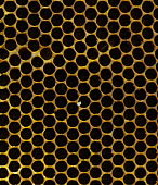 Honeycomb Bees,honeycomb,insects,texture,pollinator,honey,Conservation,Honey comb