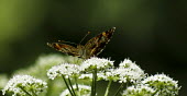 Butterfly on flower Butterfly,pretty,green,leaf,perching,insect,Odonata,flower,pollinator,Environment
