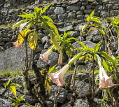 Brugmansia candida Brugmansia candida,poisonous,plants,pretty,flower,flowers,pink,Inca Trail,Peru,Vulnerable,Magnoliopsida,Mountains,Forest,Solanaceae,IUCN Red List,Terrestrial,Tracheophyta,Plantae,Photosynthetic,Brugma