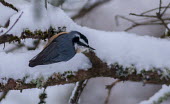Red-breasted nuthatch in snow Birds,aves,colourful,male,snow,perching,winter,cold,Nuthatches,Sittidae,Aves,Chordates,Chordata,Perching Birds,Passeriformes,Flying,North America,Sitta,Animalia,Terrestrial,South America,IUCN Red List