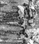 White birch tree Trees,peeling,bark,black and white,dark,close up,texture,Fagales,Magnoliophyta,Flowering Plants,Magnoliopsida,Dicots,Betulaceae,Birch Family,Terrestrial,Tracheophyta,Broadleaved,Temperate,Forest,North