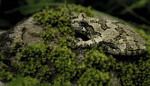 Eastern grey treefrog sitting on moss-covered rock Eastern grey treefrog,amphibian,frogs,texture,moss,rough skin,sitting,rock,Chordates,Chordata,Anura,Frogs and Toads,Amphibians,Amphibia,Hylidae,Hylids,Ponds and lakes,Least Concern,Temperate,Temporary