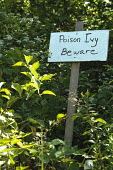 Poison ivy Plants,poisonous,warning