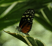 Butterfly on leaf Butterfly,pretty,green,leaf,perching,insect,Odonata,Conservation