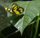 Butterfly on leaf Butterfly,pretty,green,leaf,perching,insect,Odonata,Conservation