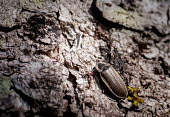 Winter dark firefly on hemlock tree Grub,bark,insect,beetle,bug