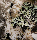 Lichen Parmelia squarrosa lichen,lichens,colourful,colour,weird,fruticose,arty,interesting,Terrestrial,Fungi,Lecanoromycetes,Ascomycota,Desert,Africa,Lecanorales,Photosynthetic,Ramalina,Ramalinaeceae