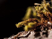 Medusa moss Medusa moss,moss,plants