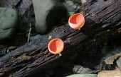 Fungi Mushroom,fungi,colourful,red,pink,Conservation,Environment,mushroom,plants